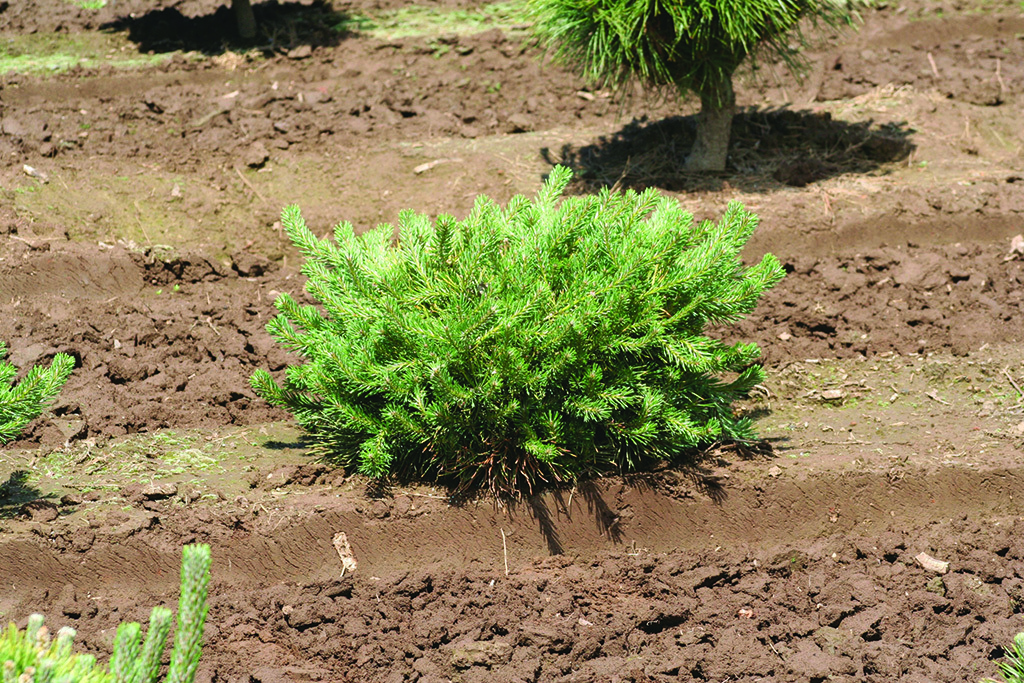 Pinus sylvestris 'Hillside Creeper'