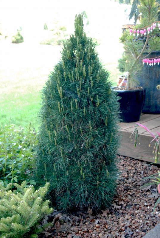Pinus sylvestris 'Green Penguin'