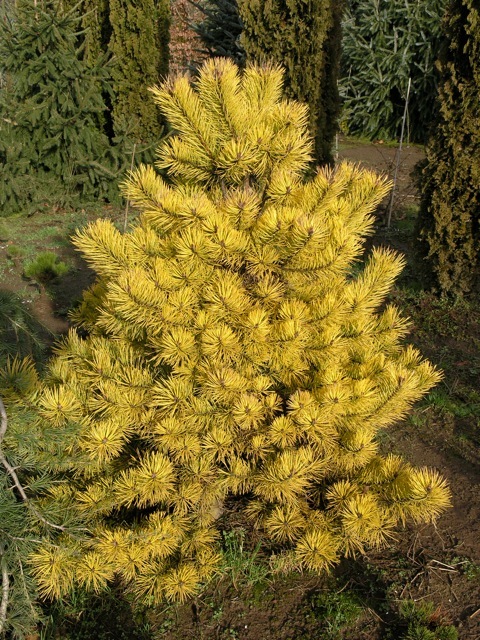 Pinus sylvestris 'Gold Coin'