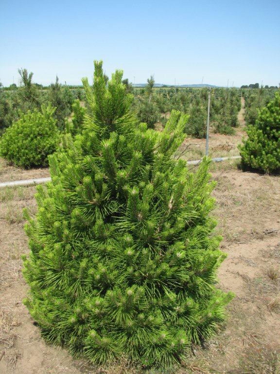 Pinus thunbergii 'Banshosho'