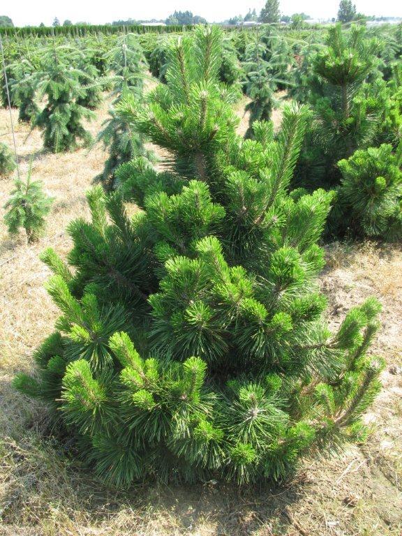 Pinus thunbergii 'Thunderhead'