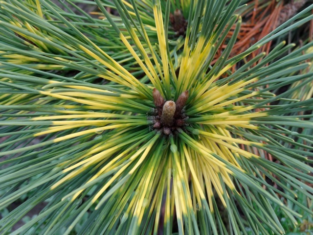 Pinus thunbergii 'Shirome Janome'
