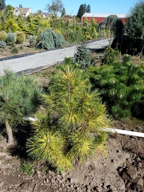 Pinus thunbergii 'Shirome Janome'