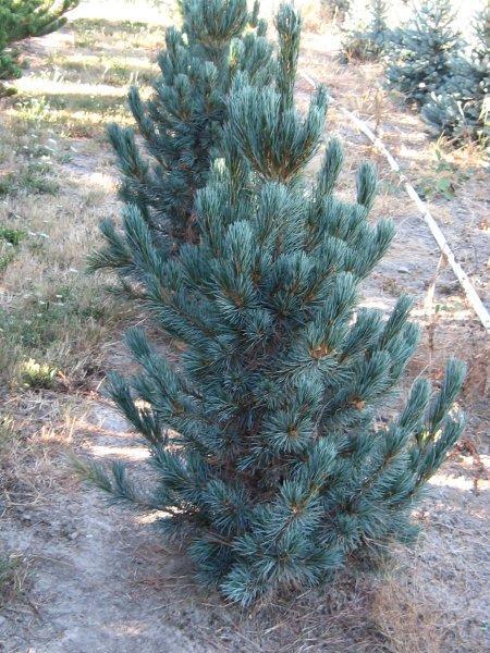 Pinus cembra Glauca Nana