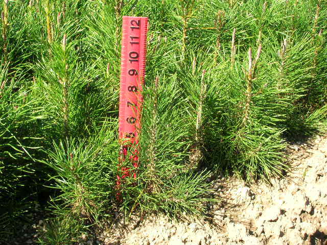 Pinus contorta var. murrayana