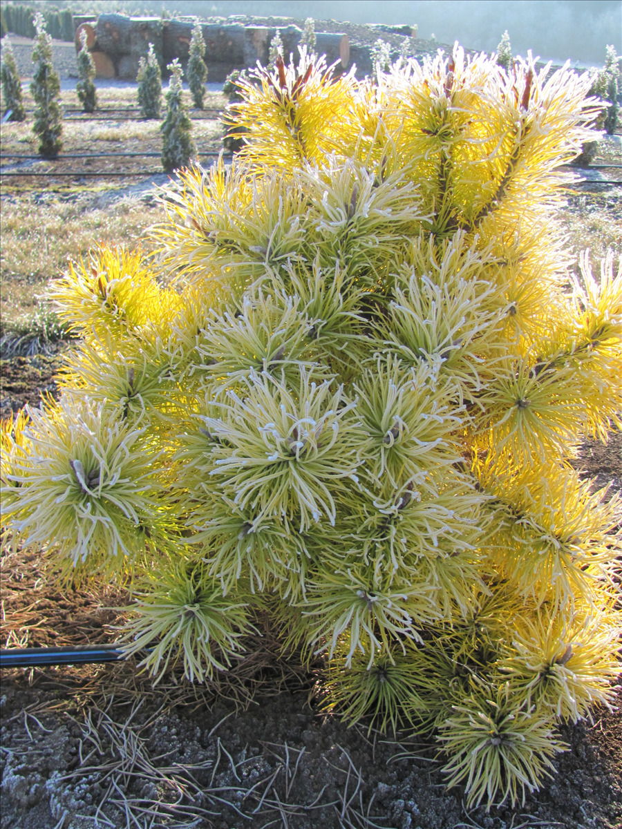 Pinus contorta var. latifolia 'Chief Joseph'
