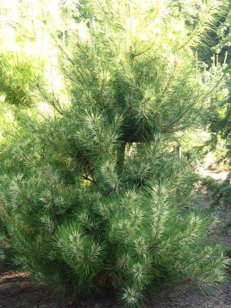 Pinus densiflora 'Golden Ghost'