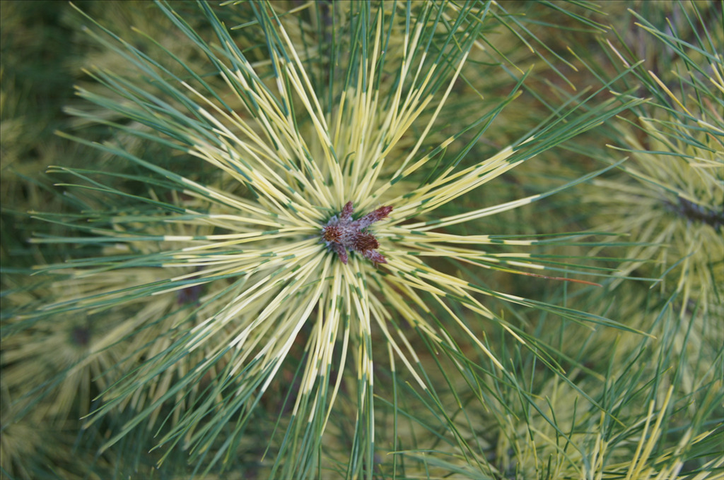 Pinus densiflora 'Golden Ghost'