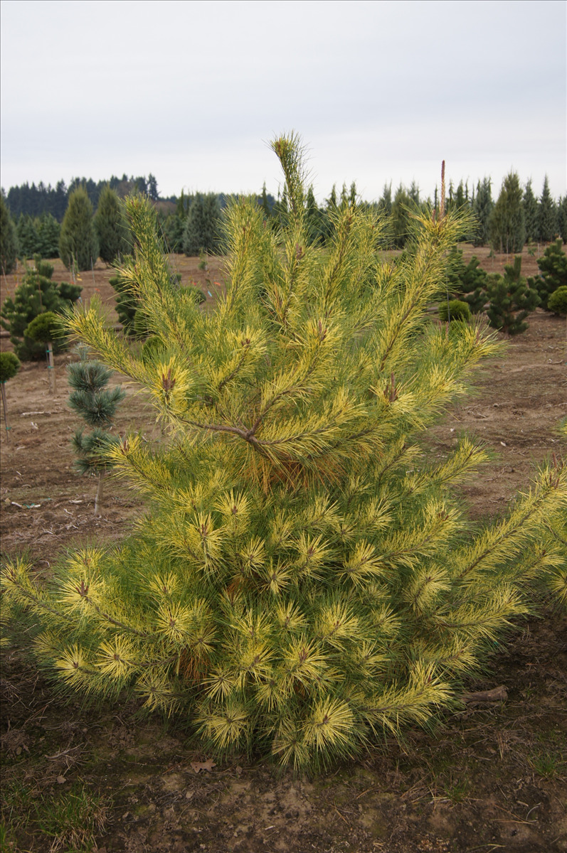 Pinus densiflora 'Golden Ghost'