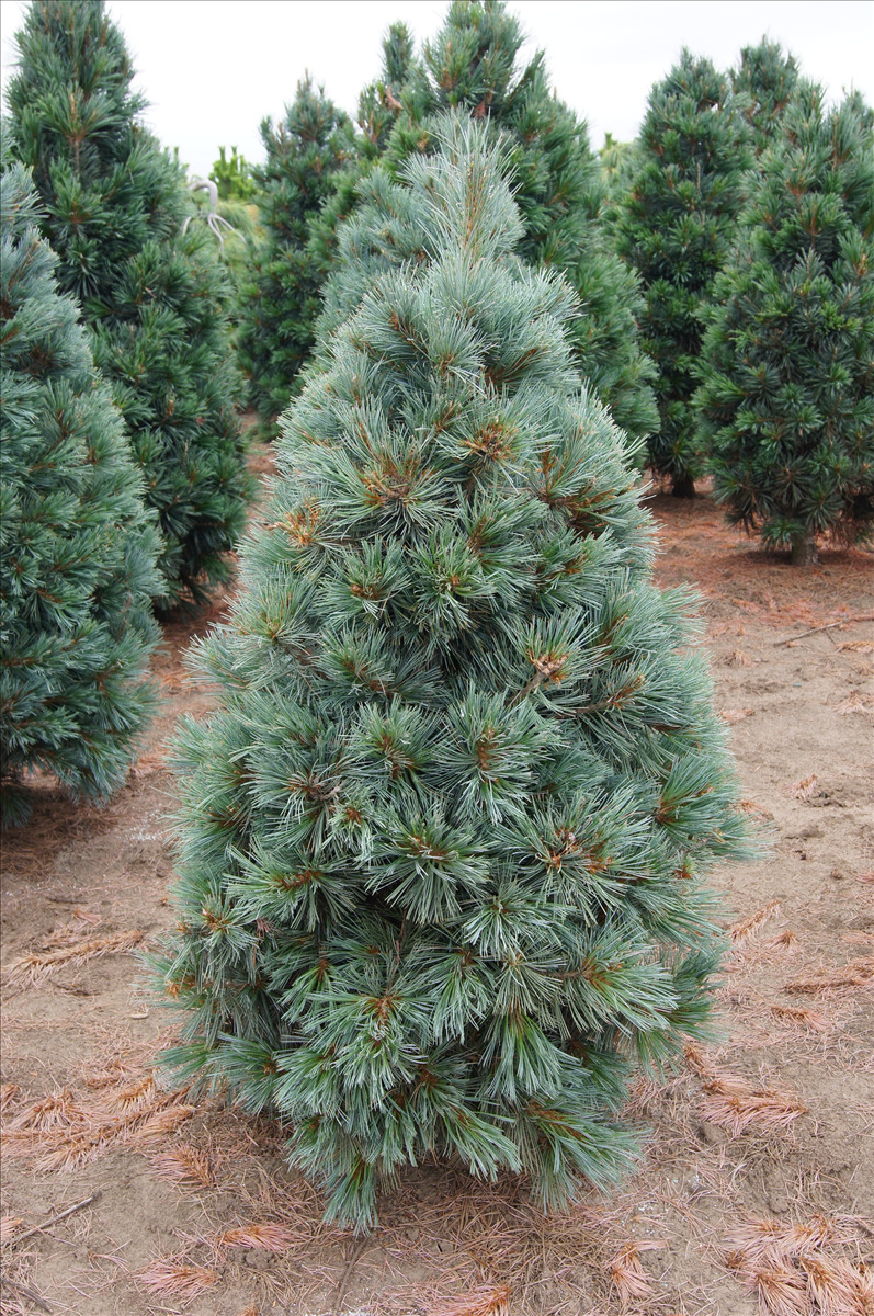 Pinus flexilis 'Cesarini Blue'