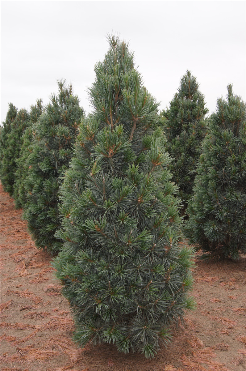 Pinus flexilis 'Vanderwolf's Pyramid'