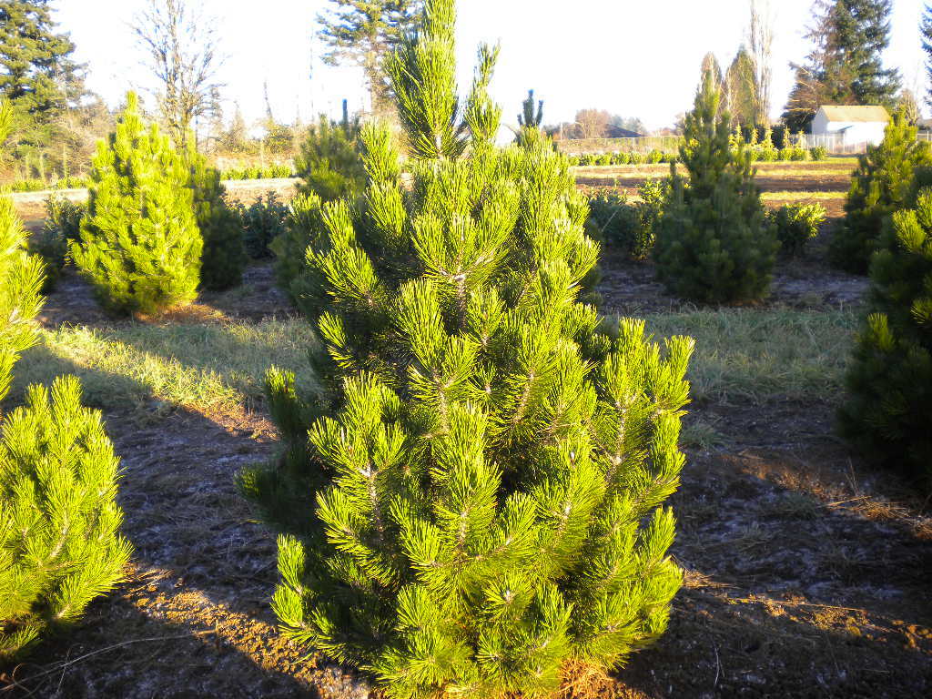 Pinus heldreichii (syn P. leucodermis)