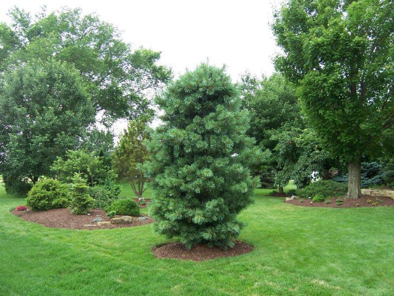 Pinus koraiensis 'Silveray'