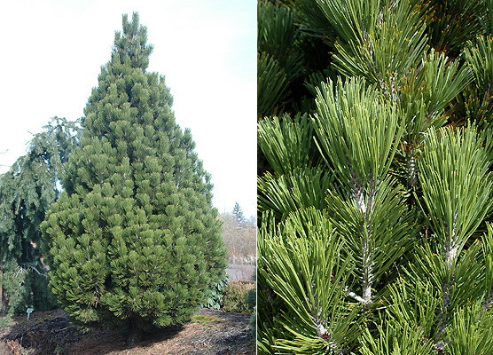 Pinus leucodermis 'Compact Gem'