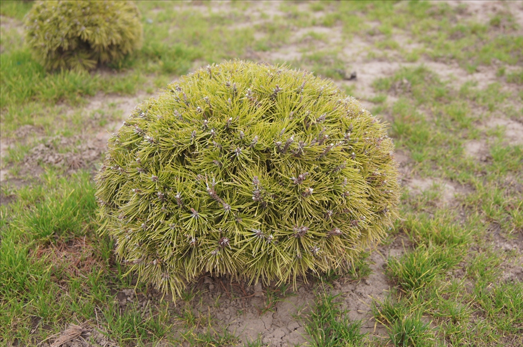 Pinus mugo 'Aurea'