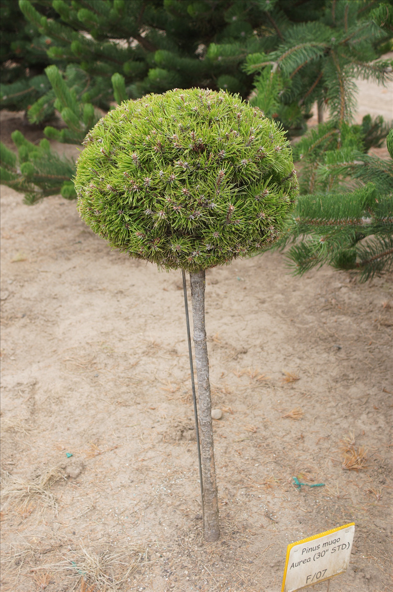 Pinus mugo 'Aurea' Std.