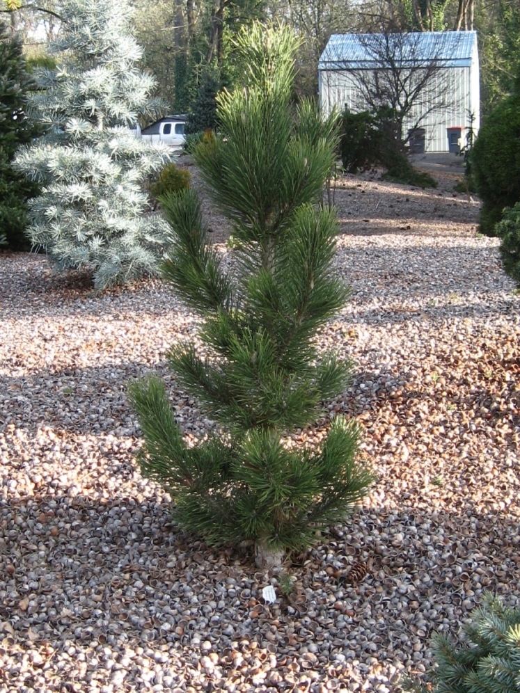 Pinus mugo 'Tannenbaum'