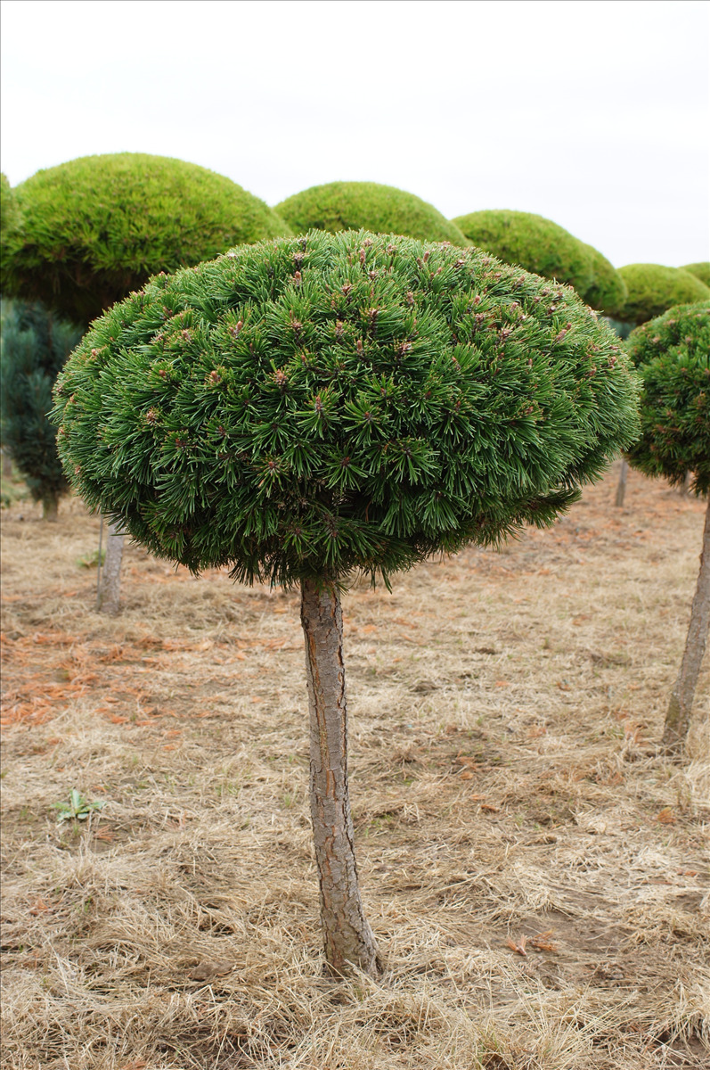Pinus mugo 'Valley Cushion'