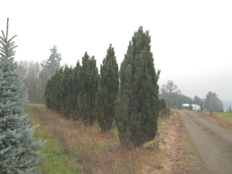 Pinus nigra 'Arnold's Sentinel'