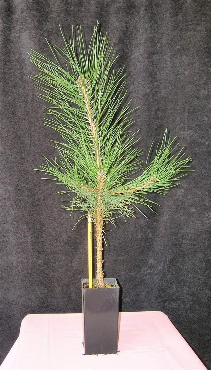 Pinus nigra