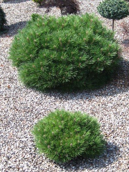 Pinus nigra 'Pierrick Bregeon'