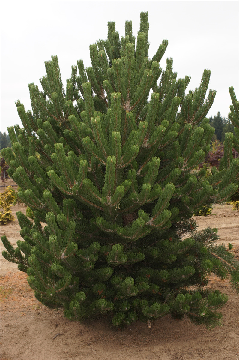 Pinus nigra 'Oregon Green'