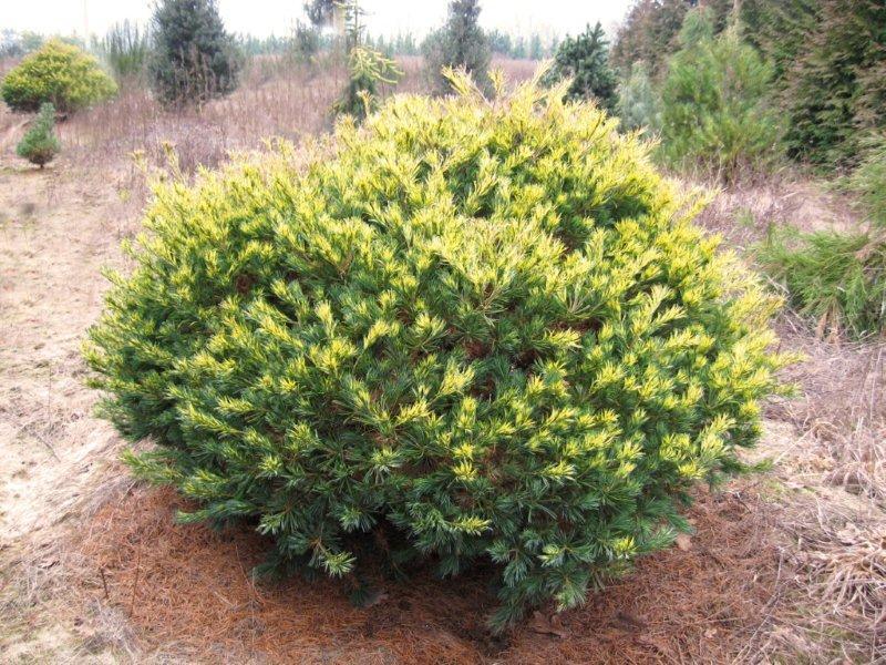 Pinus parviflora 'Ogon-janome'