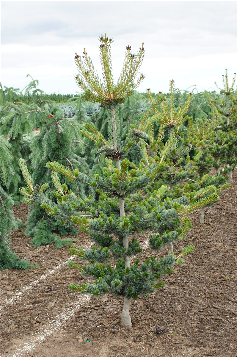 Pinus parviflora 'Glauca'
