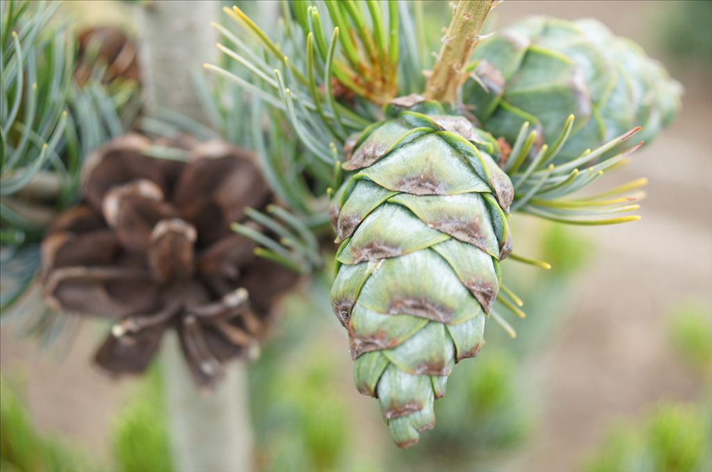Pinus parviflora 'Glauca'