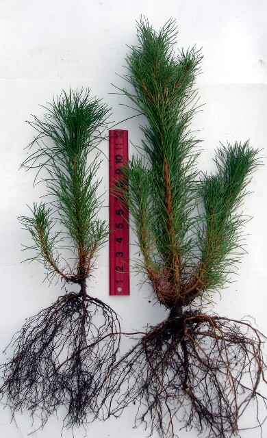 Pinus ponderosa