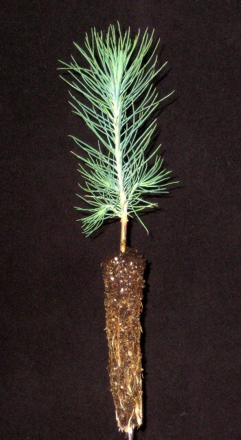 Pinus ponderosa