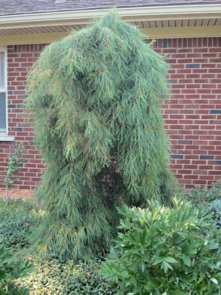 Pinus strobus 'Angel Falls'