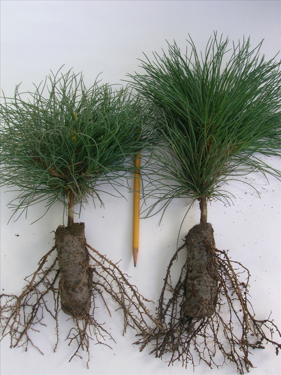 Pinus strobus