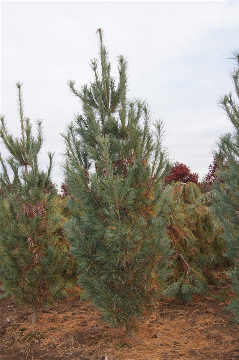 Pinus strobus 'Fastigiata'