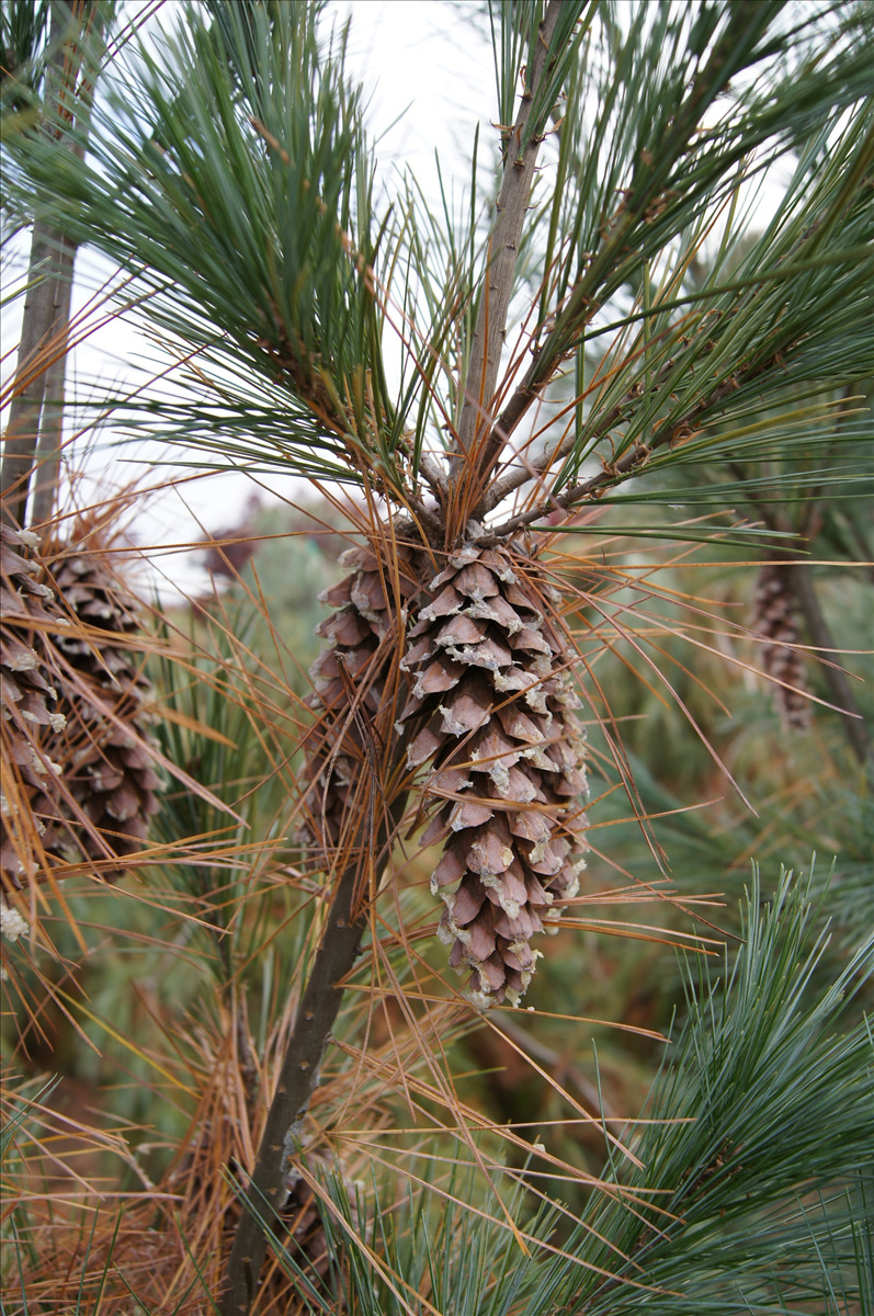 Pinus strobus 'Fastigiata'