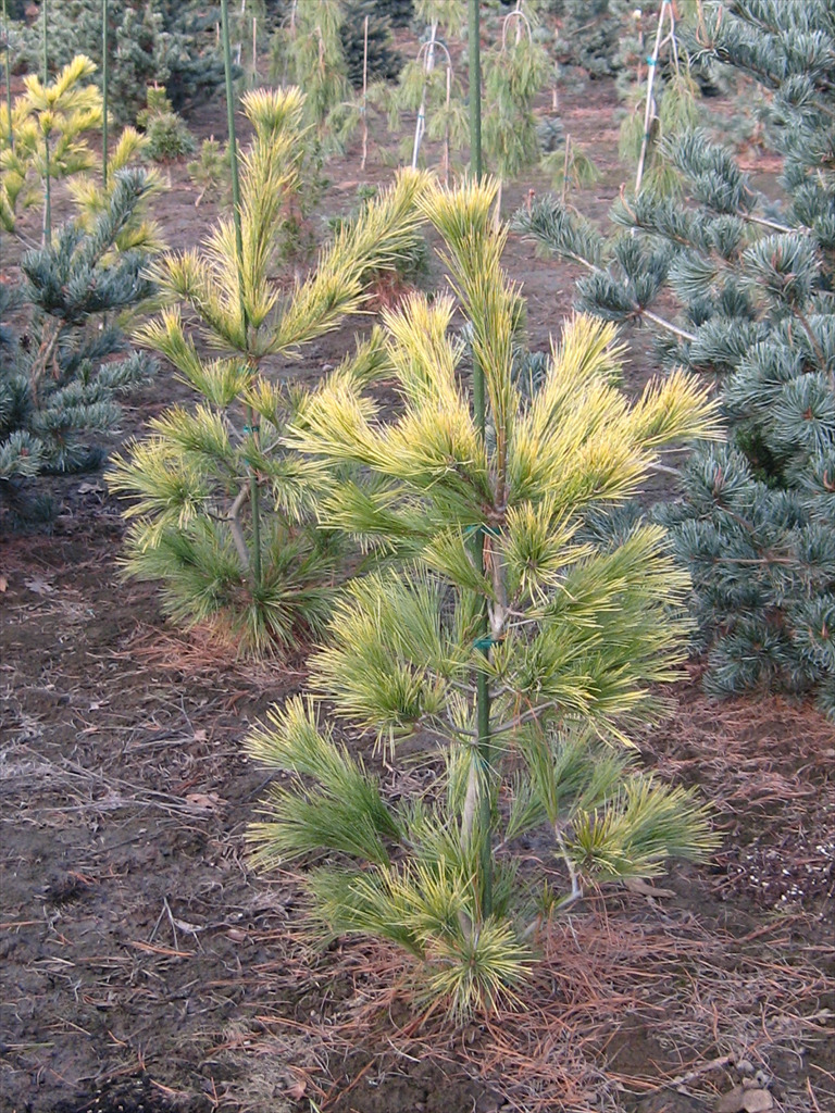Pinus strobus 'Louie'