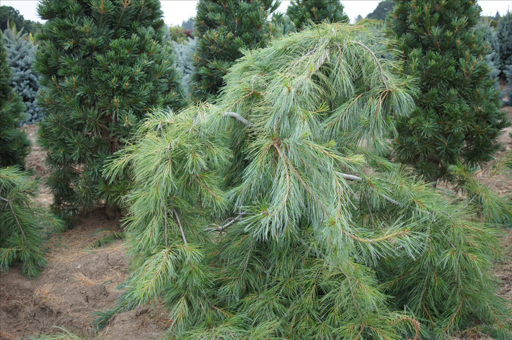 Pinus strobus 'Pendula'