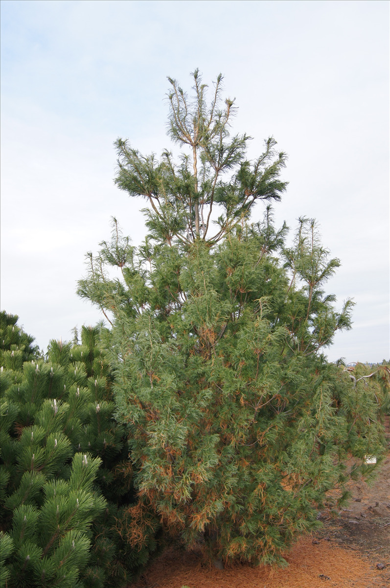 Pinus strobus 'Torulosa'