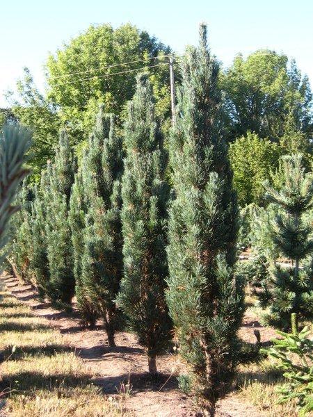 Pinus sylvestris 'Fastigiata'