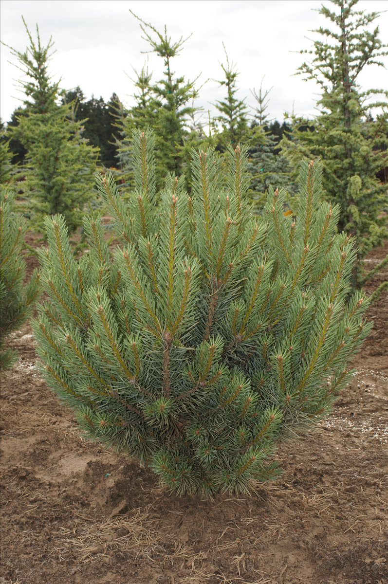 Pinus sylvestris 'Glauca Nana'