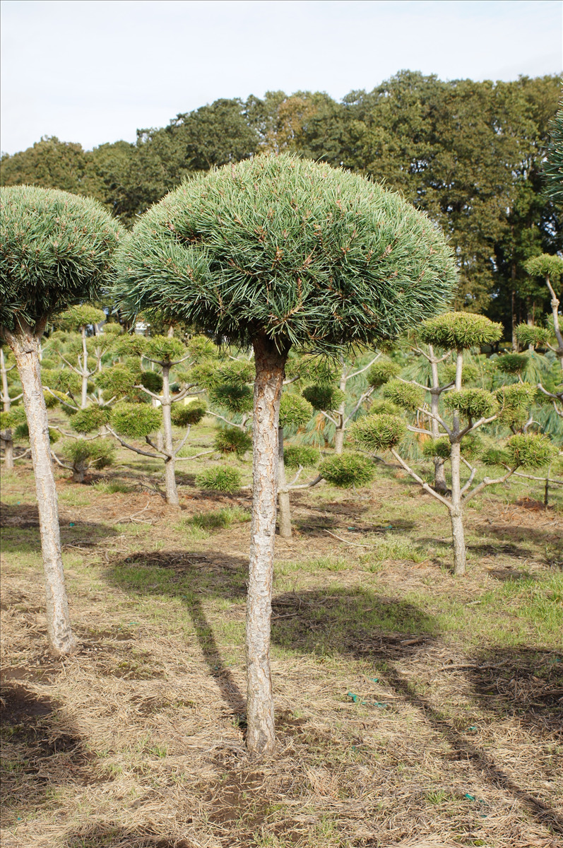 Pinus sylvestris 'Glauca Nana' Std.