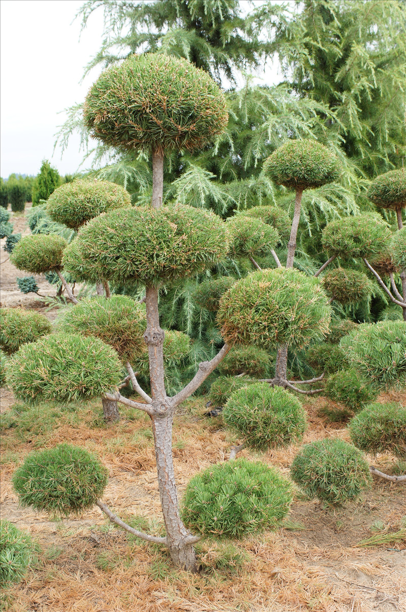 Pinus sylvestris Topiary