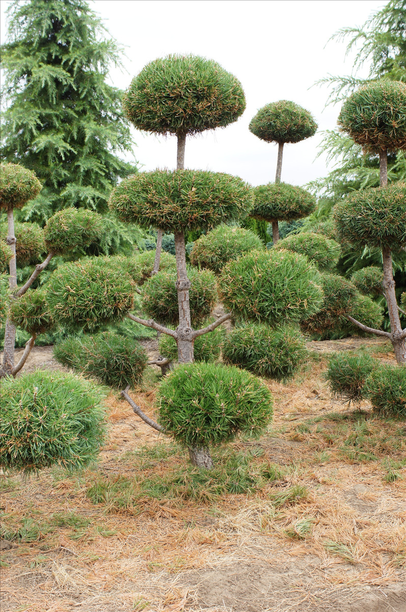 Pinus sylvestris Poodle