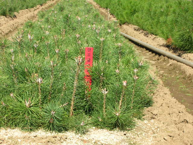 Pinus sylvestris