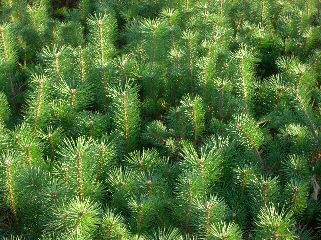 Pinus sylvestris
