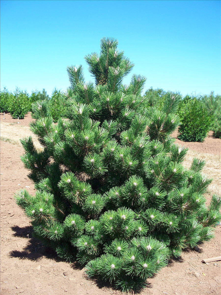 Pinus thunbergii 'Thunderhead'
