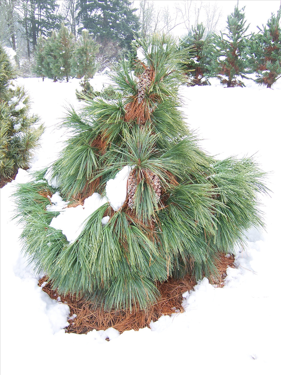 Pinus x schwerinii 'Wiethorst'