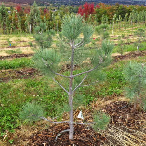 Pinus jeffreyi