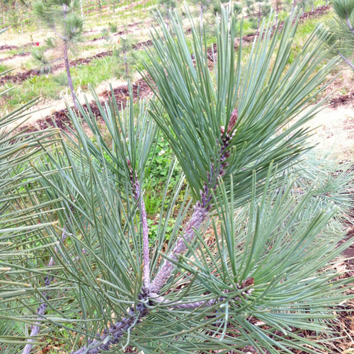 Pinus jeffreyi