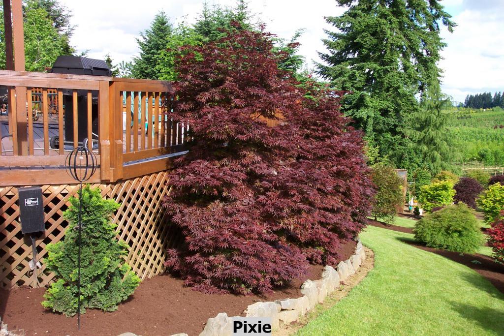 Acer palmatum 'Pixie'